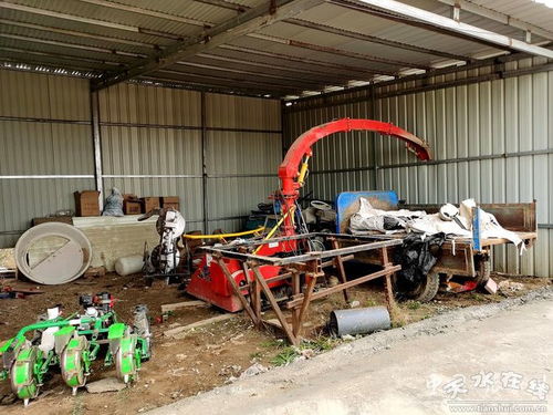 張家川縣飼料玉米種植 筑牢畜牧養殖業供應鏈的基石