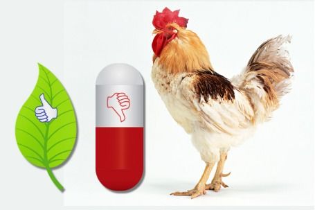 植物提取物飼料添加劑 畜牧行業21世紀的熱門趨勢