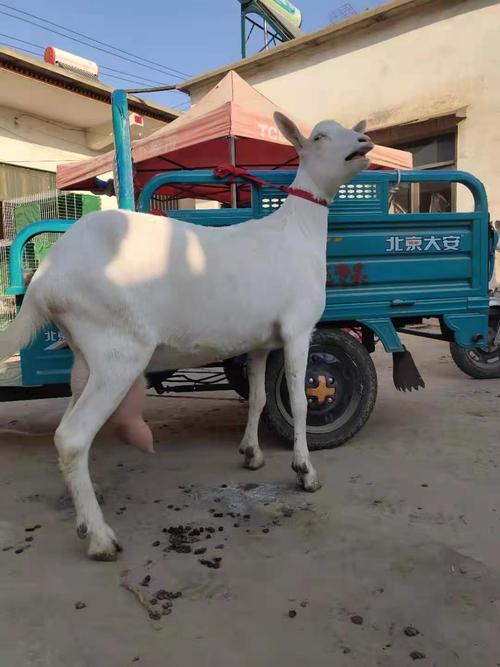 提升薩能奶山羊產奶量的飼料配方與飼養管理要點